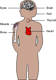 Thyroid Gland